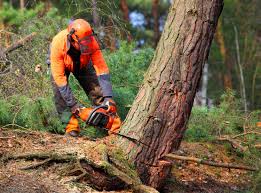 Best Lawn Disease Treatment  in Homewood, AL